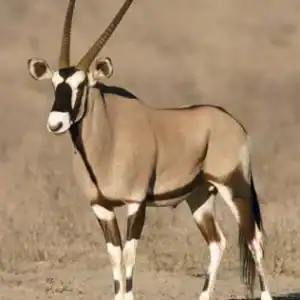 #8654 Gemsbok Karkas