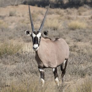 #6204 Gemsbok Karkas