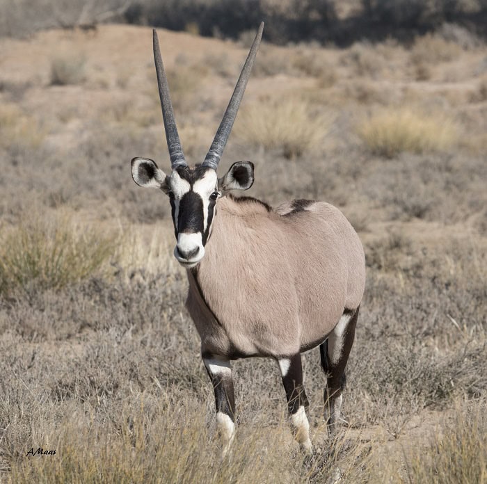 #6204 Gemsbok Karkas