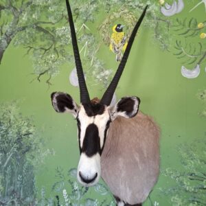 #1739 Gemsbok montering (Gbs)
