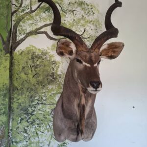 #1740 Koedoe montering (Gbs)