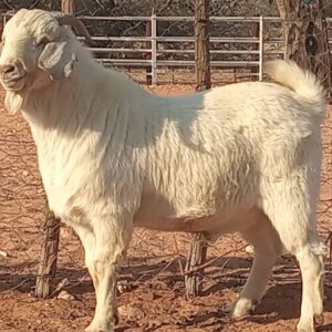 #9831 Savanna Bok Ram (stoet)