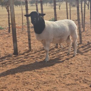 #9832 - Dorper Ram