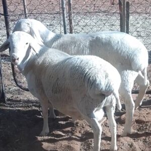 #9834 Van Rooy Ram (kudde)