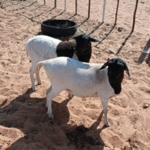 #9836 - 2 x Persie Meatmaster ooitjies (dragtig)