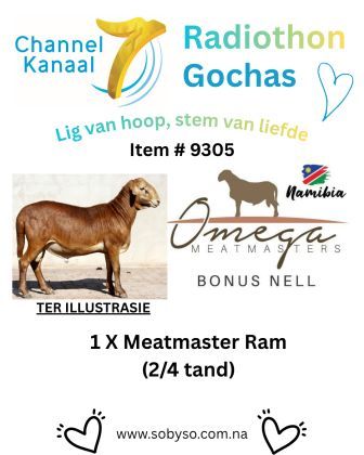 #9305 - MEATMASTER RAM -2/4 TAND - OMEGA MEATMASTERS