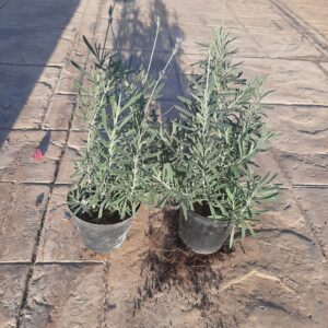 #6219 Twee Lavender Plantjies