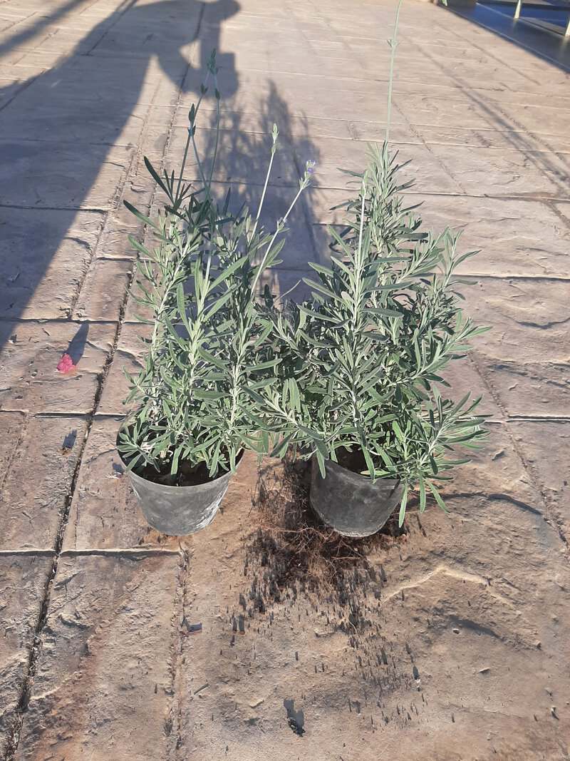 #6219 Twee Lavender Plantjies