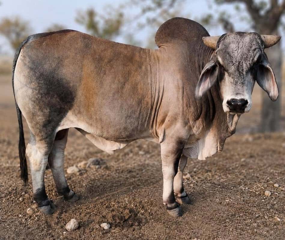 #6202 Brahman Bul - Image 2