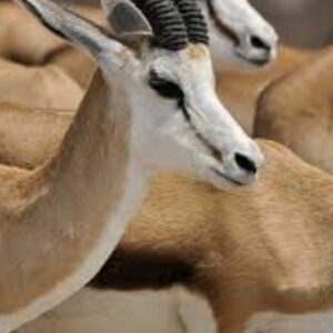 #9807 - 2 x Springbok Karkas