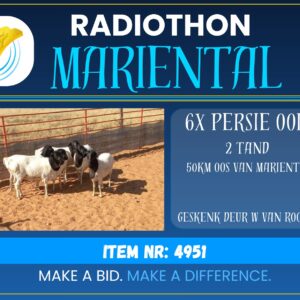 #4951 Persie Ooie 6x 2 tand