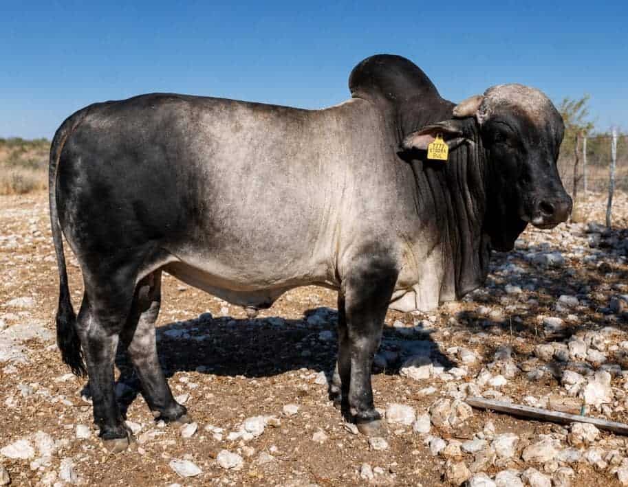 #6202 Brahman Bul - Image 3