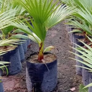 #3520 3 x Waaierpalms in sakke