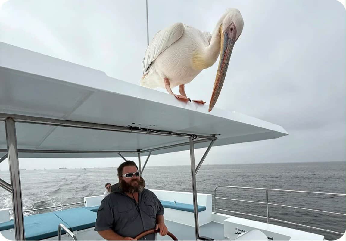 #7831 Dolphin / Catamaran Cruise vir 4 mense, Amazing 5 Tours - Image 2