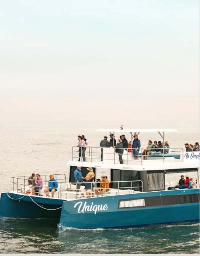 #7831 Dolphin / Catamaran Cruise vir 4 mense, Amazing 5 Tours