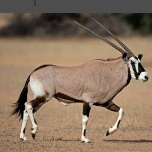 #8602 Gemsbok Karkas