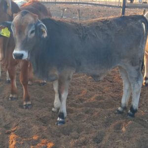 #2001 BRAHMAN VERS 200KG