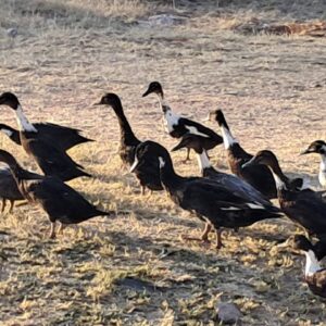 #2023 10 X RUNNER DUCKS