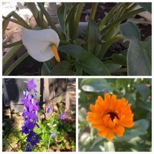 #2036 1 X PLANT COMBO