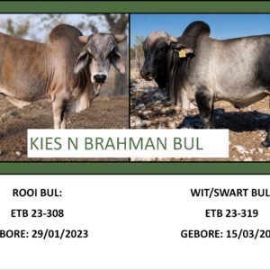 #6202 Brahman Bul