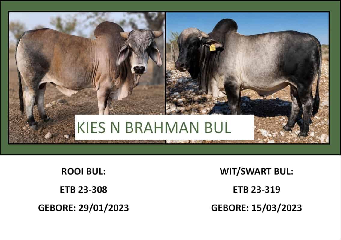 #6202 Brahman Bul
