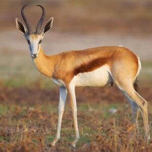 #8612 Springbok karkas