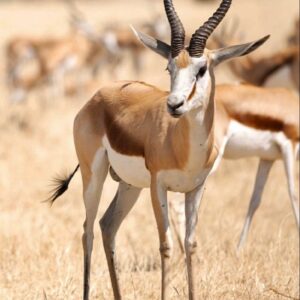 #2938 Springbok karkasse x 3