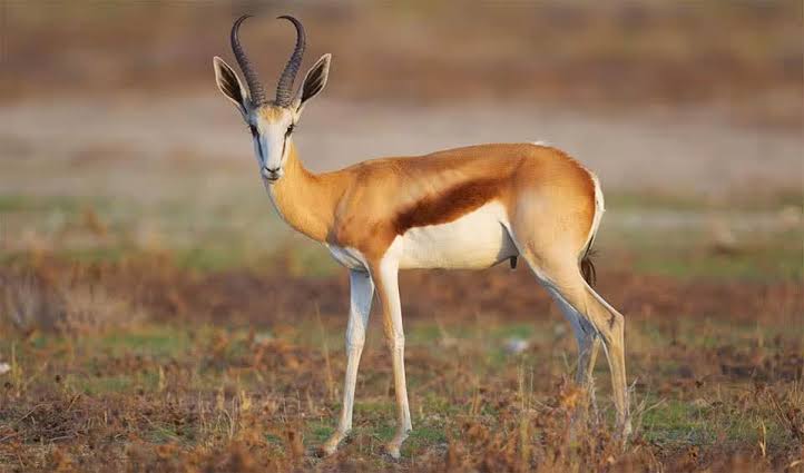 #7818 Vleis, Springbok
