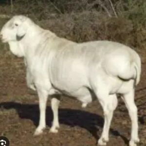 #2385 Van Rooi Ram